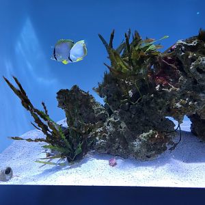 New England Aquarium - Dusky pipefish tank