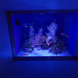 New England Aquarium - Caribbean Reef at Night tank