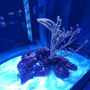 New England Aquarium - Yellow garden eel tank