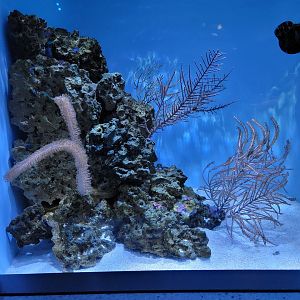 New England Aquarium - Caribbean Morays tank, chain and goldentail morays