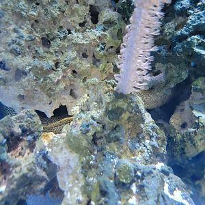 New England Aquarium - goldentail moray