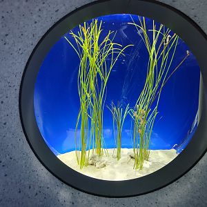 New England Aquarium - Caribbean dwarf seahorses