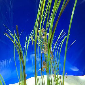 New England Aquarium - Caribbean dwarf seahorses