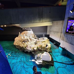 New England Aquarium - Southern Rockhopper penguins