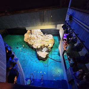 New England Aquarium - Southern Rockhopper penguins