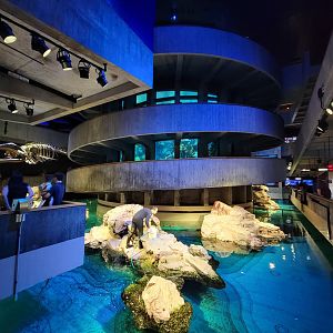 New England Aquarium - Center tank, African penguins