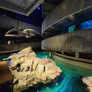 New England Aquarium - Center tank, African penguins