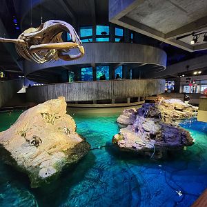 New England Aquarium - Center tank, African penguins
