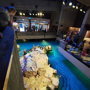 New England Aquarium - Center tank, African penguins