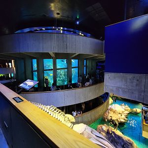 New England Aquarium - Center tank