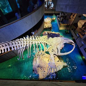 New England Aquarium - Right whale skeleton, African penguins