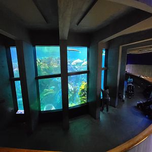 New England Aquarium - Center tank