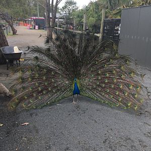 Peacock