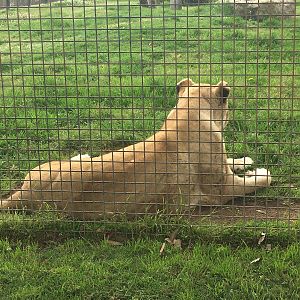 Tawny African Lioness