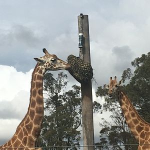 Giraffes