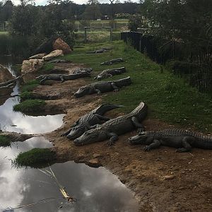 Alligators