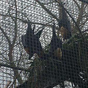 Flying Foxes