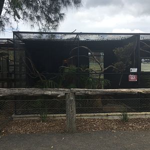 Red-Handed Tamarin Exhibit