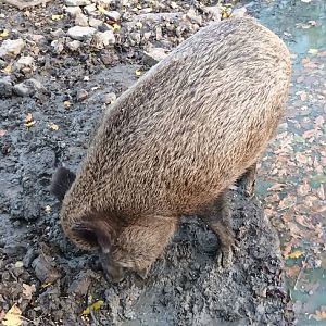 European wild Boar