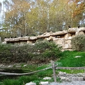 Inside the Walkthrough Northern bald Ibis Aviary