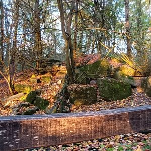Common Racoon and Polecat x Ferret Enclosure