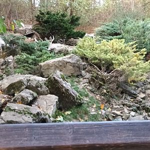 Arctic Fox Enclosure