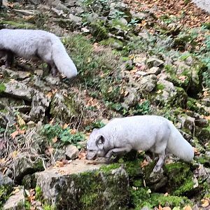Arctic Foxes