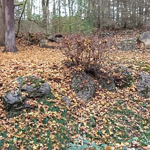 European Wild Cat Enclosure