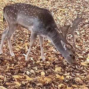 Male European fallow Deer
