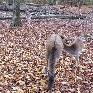 Female European fallow Deer