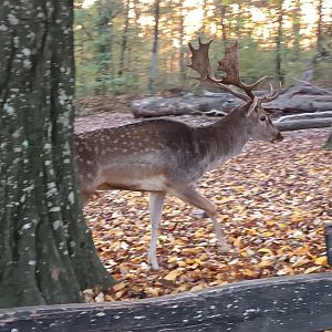 Male european fallow Deer