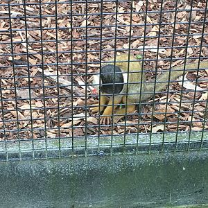 Bolivian Squirrel Monkey