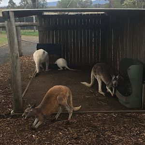 Kangaroos