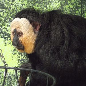 White-faced Saki - Zooparc de Beauval - 08/2022