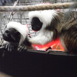 Cotton-top Tamarins - Zooparc de Beauval - 07/2020