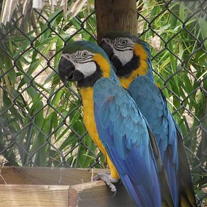 Blue-and-Yellow Macaws - Zooparc de Beauval - 08/2020