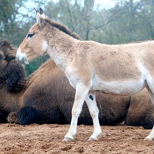 Onager with Bactrian camel; Chester Zoo; 30th October 2022