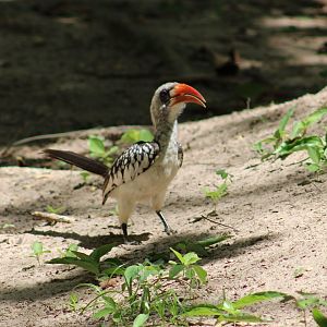 Western red-billed hornbill