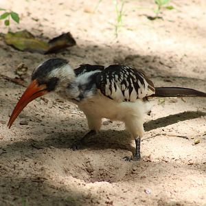 Western red-billed hornbill
