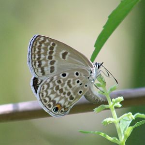 Untailed blue giant cupid - Lepidochrysops synchrematiza