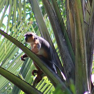 Temninck's red colobus