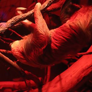 Mahoney Kingdoms of the Night - Hoffmann's Two-toed Sloth