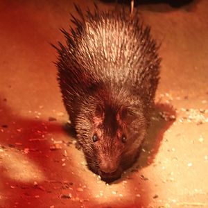 Mahoney Kingdoms of the Night - African Brush-tailed Porcupine