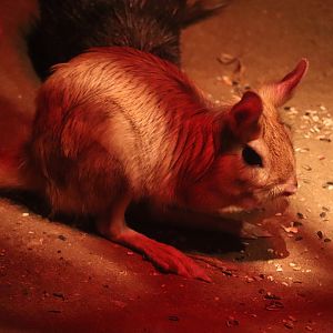 Mahoney Kingdoms of the Night - South African Springhaas