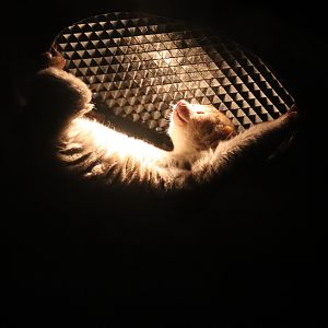 Mahoney Kingdoms of the Night - Potto