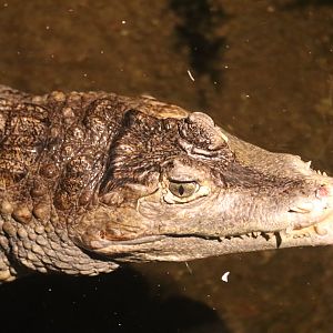 Mahoney Kingdoms of the Night - Spectacled Caiman