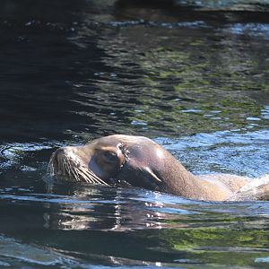 Owen Sea Lion Shores - California Sea Lion