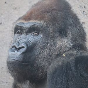 Hubbard Gorilla Valley - Western Lowland Gorilla