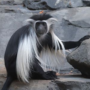 Hubbard Gorilla Valley - Angolan  Colobus