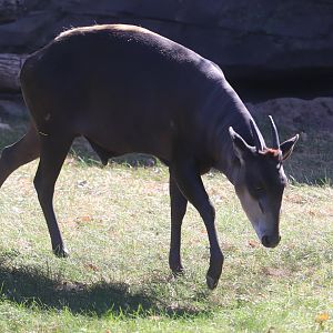 Hubbard Gorilla Valley - Yellow-Backed Duiker